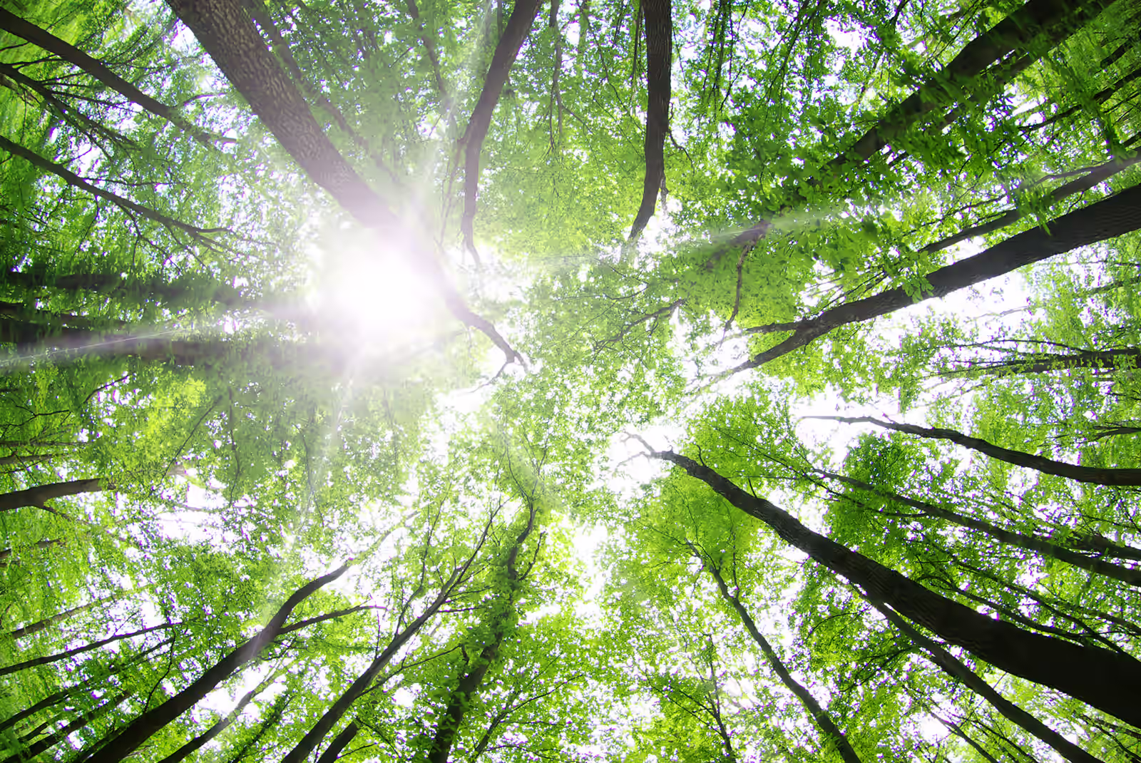 Sunlight filtering through a mature tree canopy